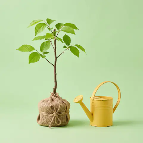 Monthly Tree Gift